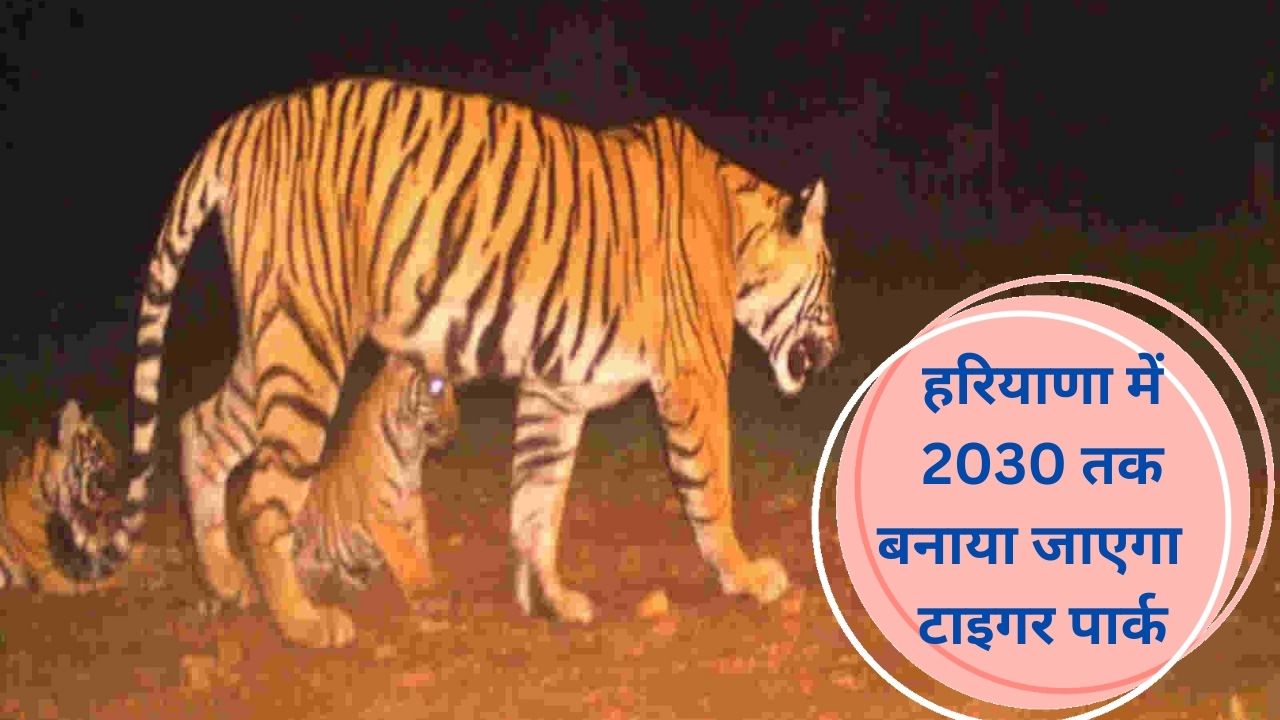 हरियाणा में 2030 तक बनाया जाएगा टाइगर पार्क