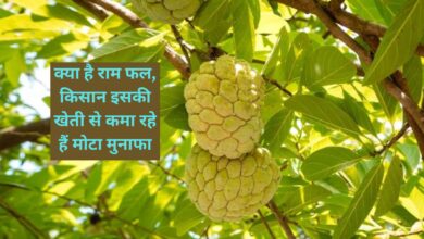 Ramphal Tree:क्या है राम फल, किसान इसकी खेती से कमा रहे हैं मोटा मुनाफा