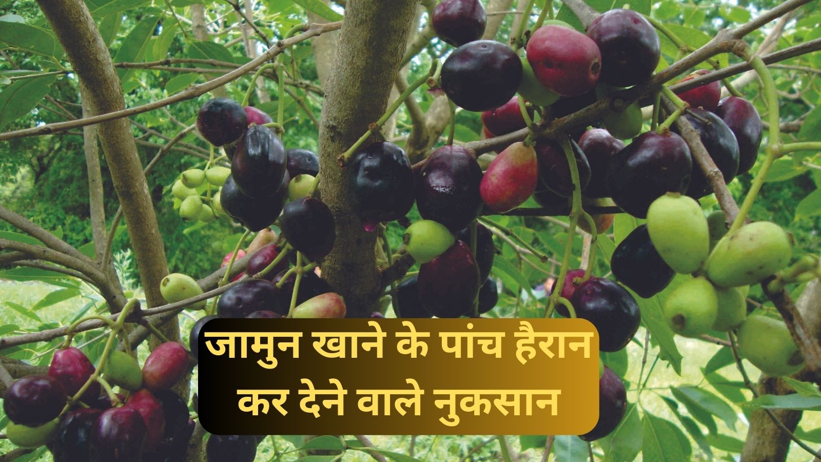 Side Effects Of Jamun:जामुन खाने के पांच हैरान कर देने वाले नुकसान, जानिए क्या क्या है नुकसान