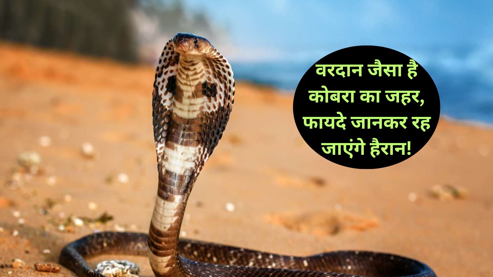 Cobra Poison Benefit:वरदान जैसा है कोबरा का जहर, फायदे जानकर रह जाएंगे हैरान!