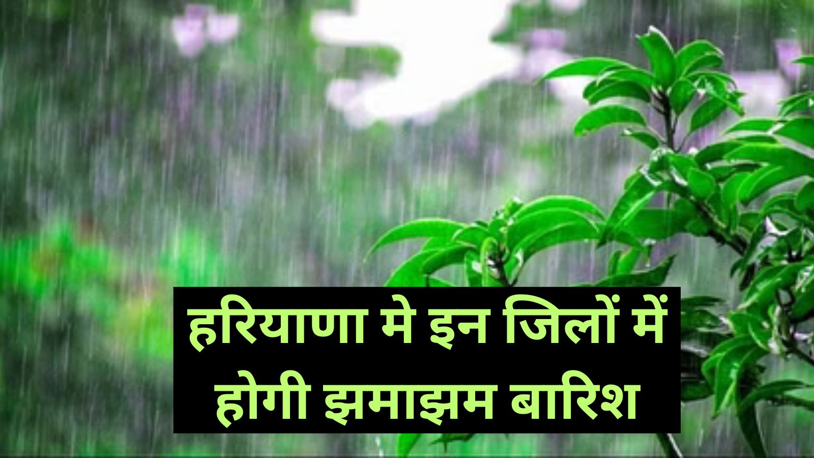 Haryana Weather Update:हरियाणा मे इन जिलों में होगी झमाझम बारिश, मौसम विभाग ने जारी किया अलर्ट,