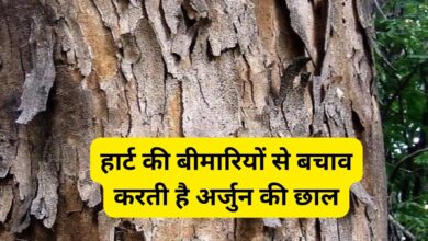 Arjun Ki Chal Ke Fayde:हार्ट की बीमारियों से बचाव करती है अर्जुन की छाल, डायबिटीज और स्किन प्रॉब्लम में भी लाभकारी