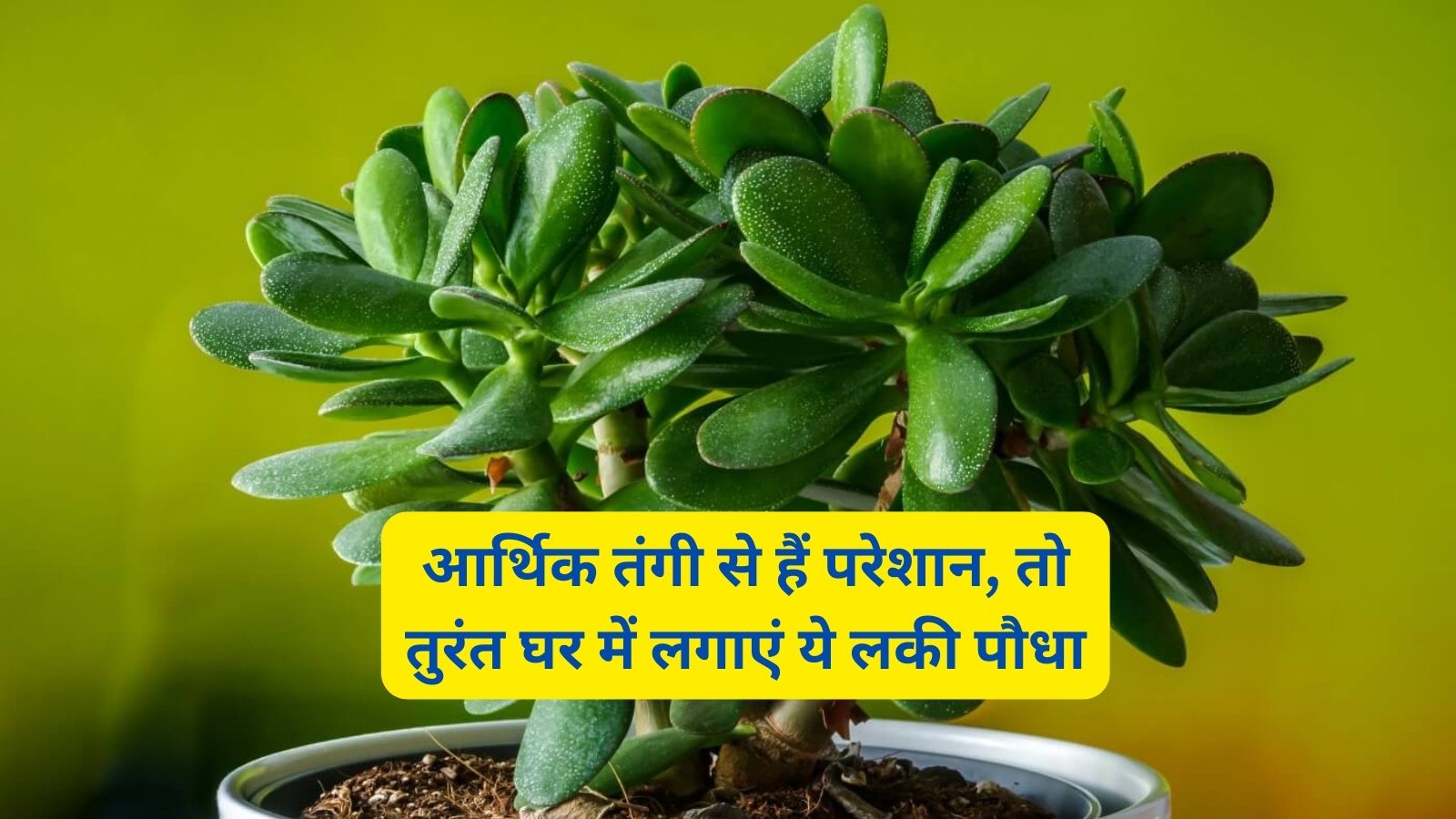 Crassula Plant: आर्थिक तंगी से हैं परेशान, तो तुरंत घर में लगाएं ये लकी पौधा,चुंबक की तरह खिंचा चला आएगा पैसा