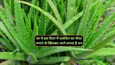 Vastu Tips:घर मे इस दिशा में एलोवेरा का पौधा लगाने से खिंचकर आने लगता है धन,लगाने से पहले जान लें ये नियम