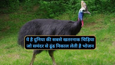 Cassowary:ये है दुनिया की सबसे खतरनाक चिड़िया जो समंदर से ढूंढ निकाल लेती है भोजन,ले सकता है इंसानों की जान