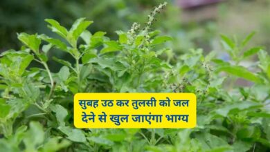 Morning Tips:सुबह उठ कर तुलसी को जल देने से खुल जाएंगा भाग्य