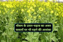 Agricultural News:मौसम के उतार-चढ़ाव का असर फसलों पर भी पड़ने की आशंका,कृषि विशेषज्ञों ने किसानों को वैकल्पिक फसलों पर ध्यान देने की दी सलाह