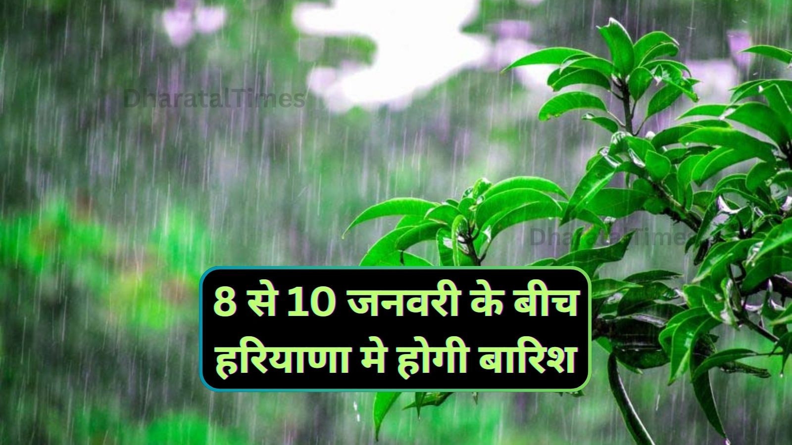 Haryana Me Barish Kab Hogi: 8 से 10 जनवरी के बीच हरियाणा मे होगी बारिश,जानिए मौसम का पूर्वानुमान