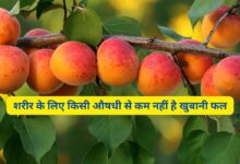 Apricot Khane Ke Fayde Hindi
