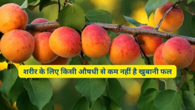 Apricot Khane Ke Fayde Hindi