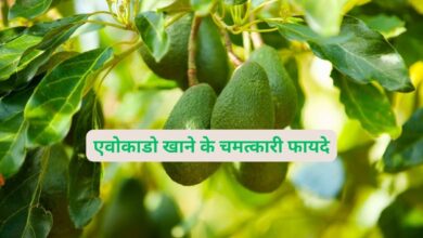 Avocado Khane Ke Fayde