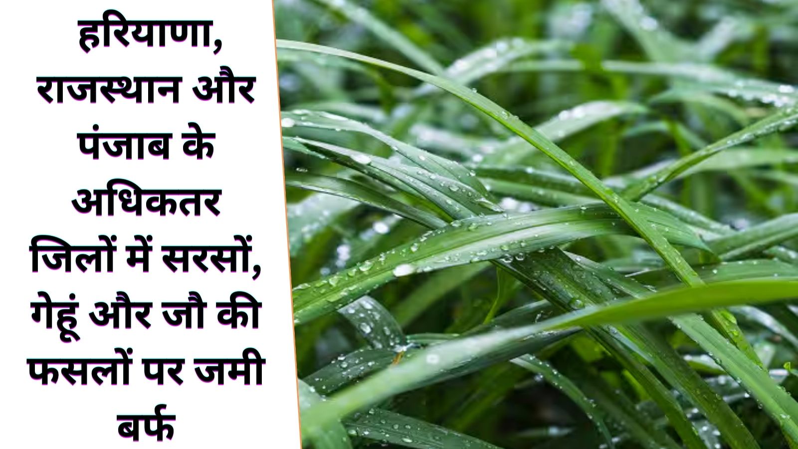  हरियाणा, राजस्थान और पंजाब के अधिकतर जिलों में सरसों, गेहूं और जौ की फसलों पर जमी बर्फ