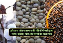 Aaj Ka Mandi Bhav