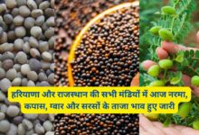 Aaj Ka Mandi Bhav