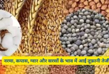 Aaj Ka Mandi Bhav Update