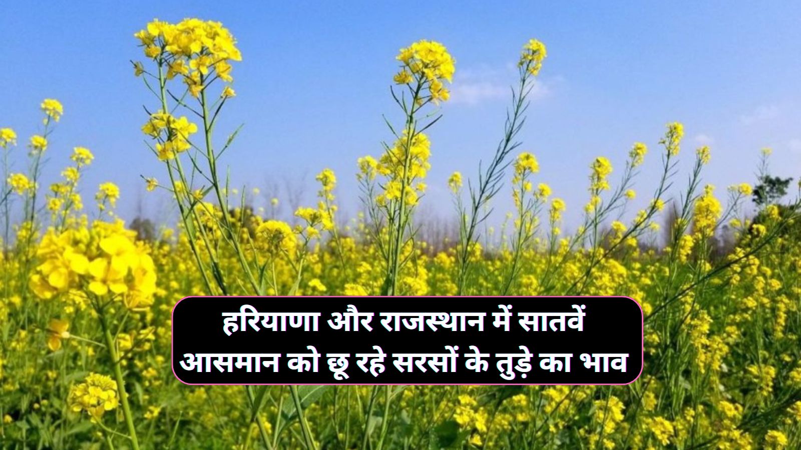 Tude Ka Bhav