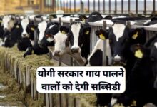 Cow Farming Subsidy