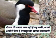 Tithari Ke Ande