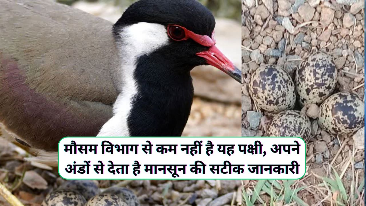Tithari Ke Ande